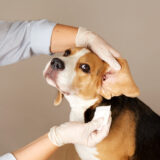 ペットに合う動物病院の選び方｜治療方針や診療スタイルから考えるポイントとは