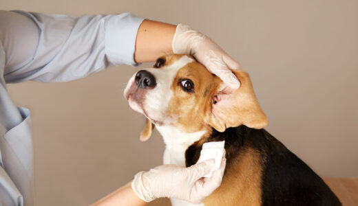 ペットに合う動物病院の選び方｜治療方針や診療スタイルから考えるポイントとは