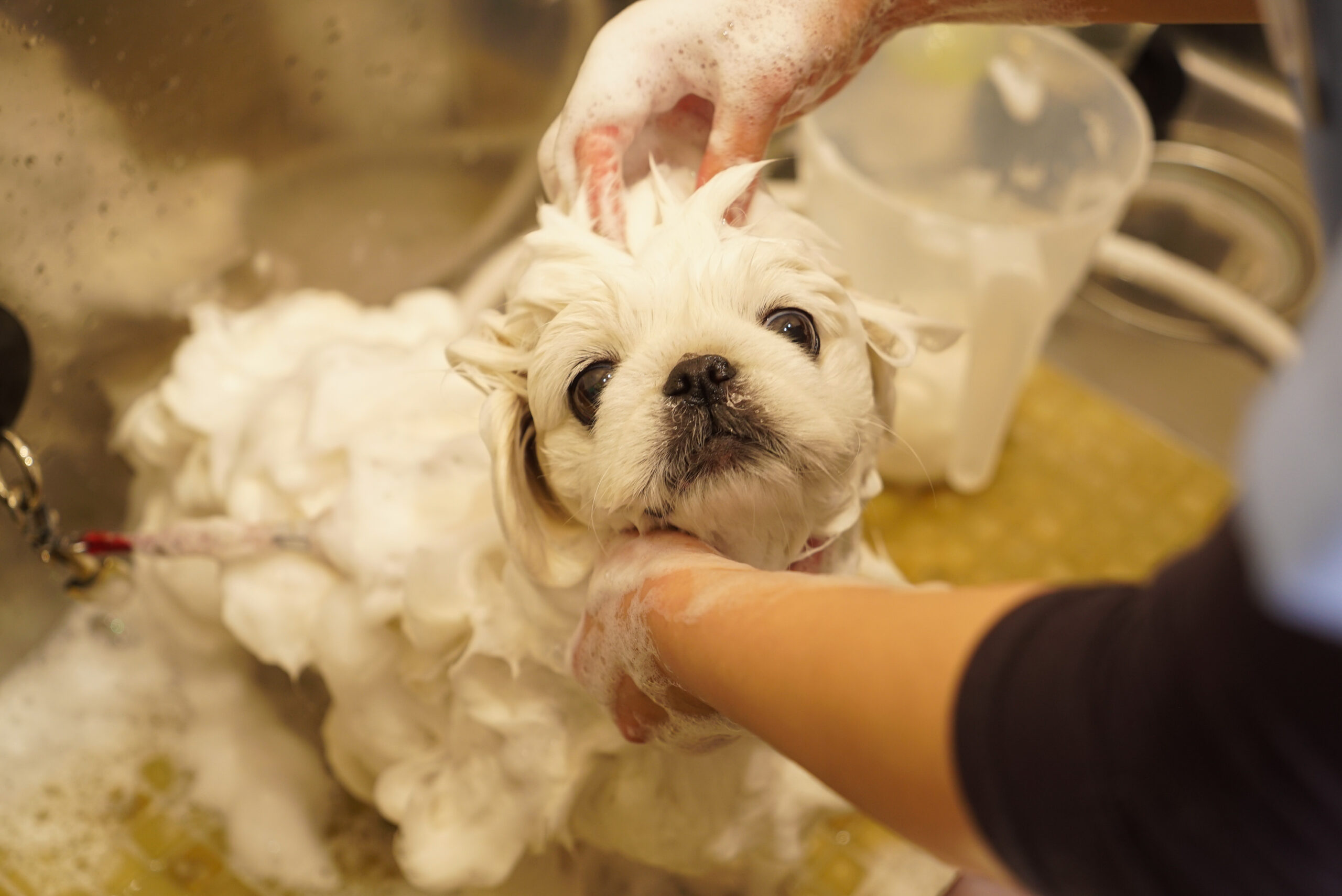 SHALAN動物病院photo