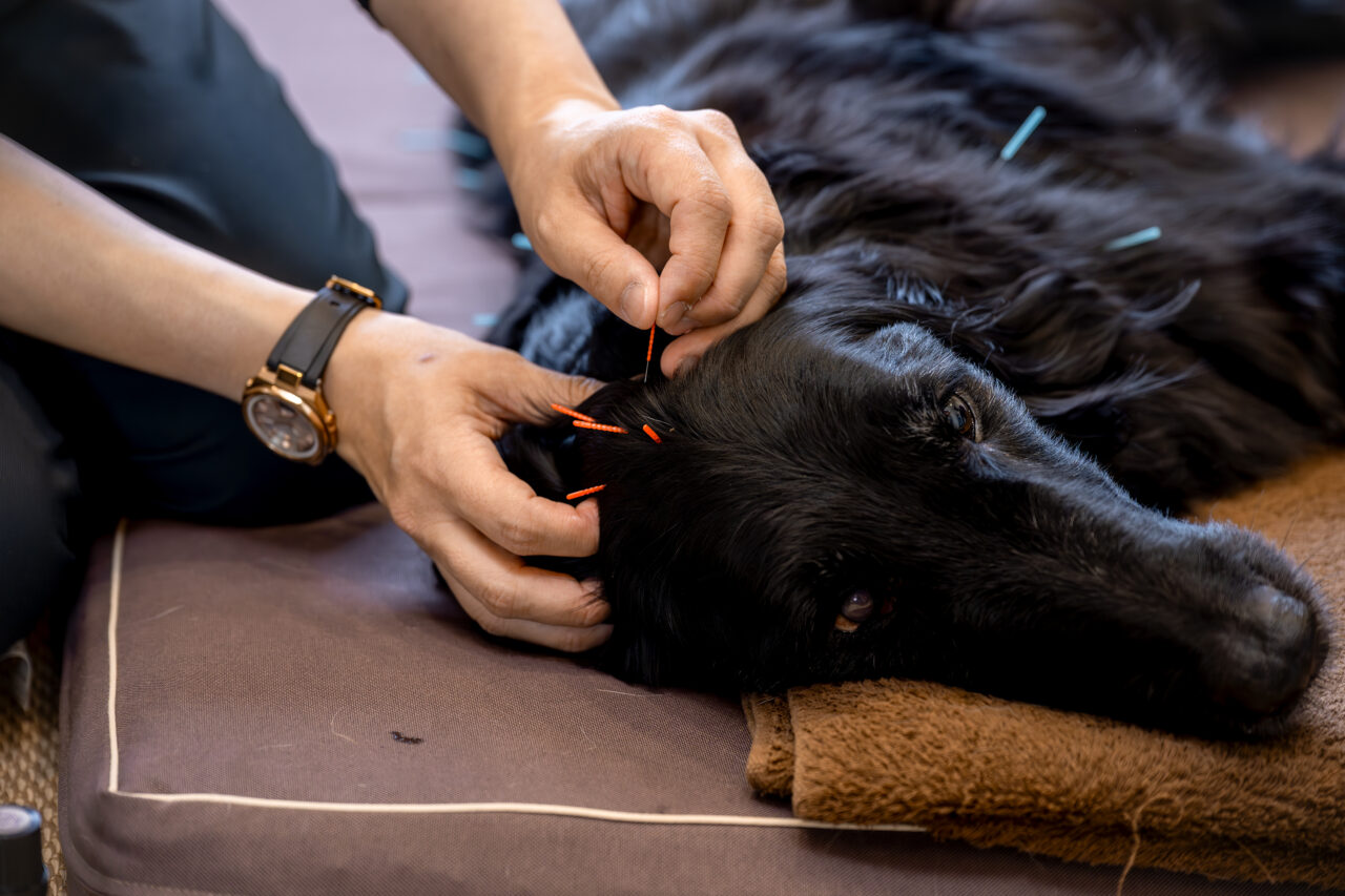 学園の森訪問診療アニマルクリニック