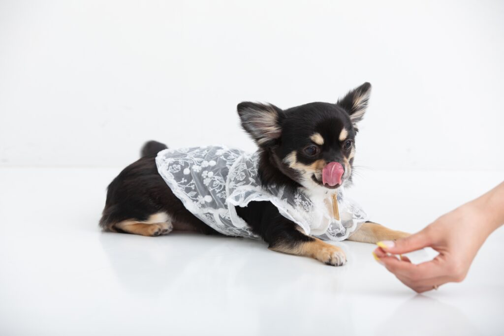 子犬に食事を楽しんでもらうための工夫
