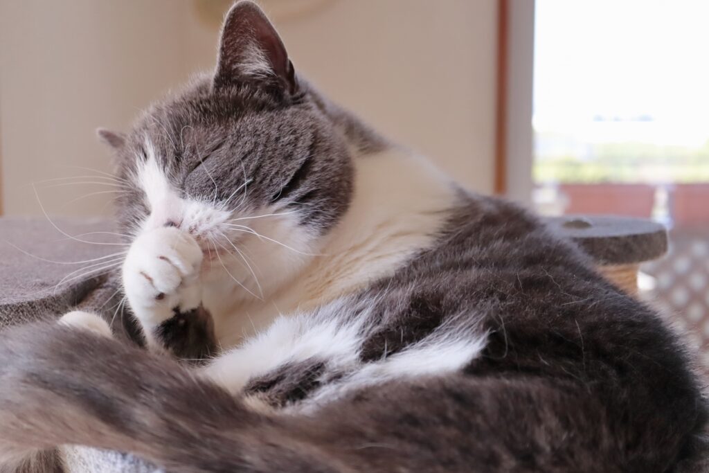 自宅でできる猫の花粉症対策