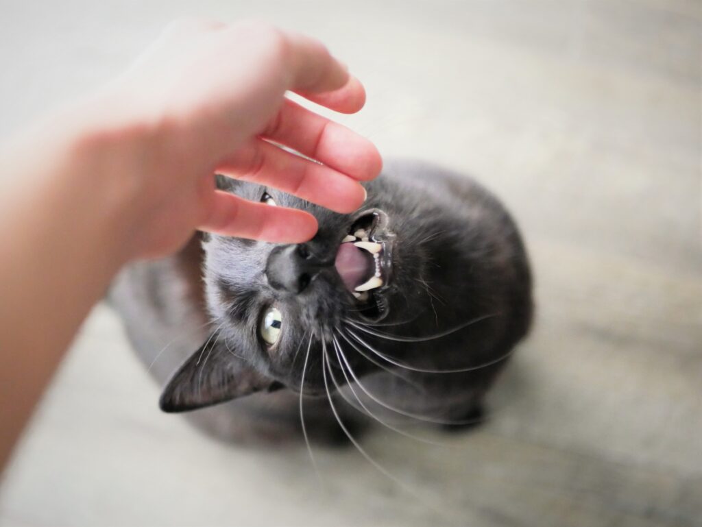 猫が手を噛む理由