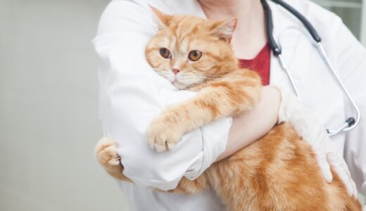 猫の診察をする女性獣医師