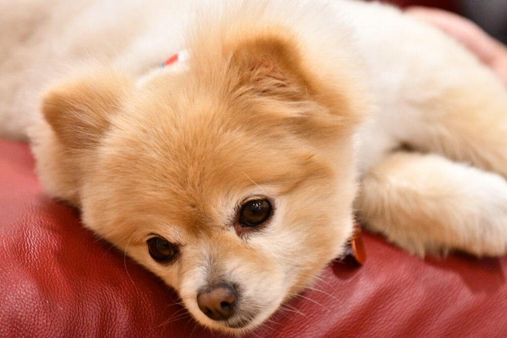 ぐったりした犬