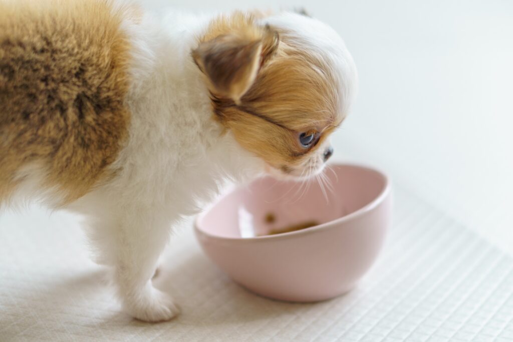 子犬がご飯を食べない原因