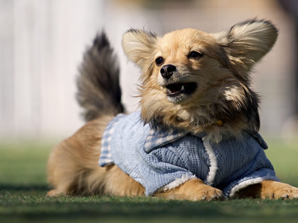 子犬のしゃっくりが多い原因