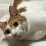 猫をケージレスペットホテルに預けるメリット・デメリット、注意点を解説