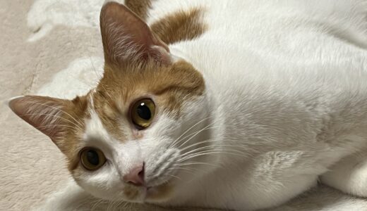 猫をケージレスペットホテルに預けるメリット・デメリット、注意点を解説