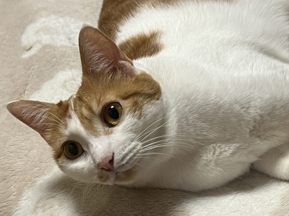 猫をケージレスペットホテルに預けるメリット・デメリット、注意点を解説