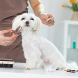 犬のトリミングはどこで受けるのがおすすめ？トリミングの役割や注意点などを解説