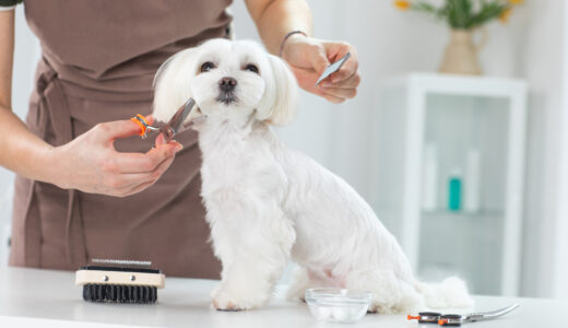 犬のトリミングはどこで受けるのがおすすめ？トリミングの役割や注意点などを解説