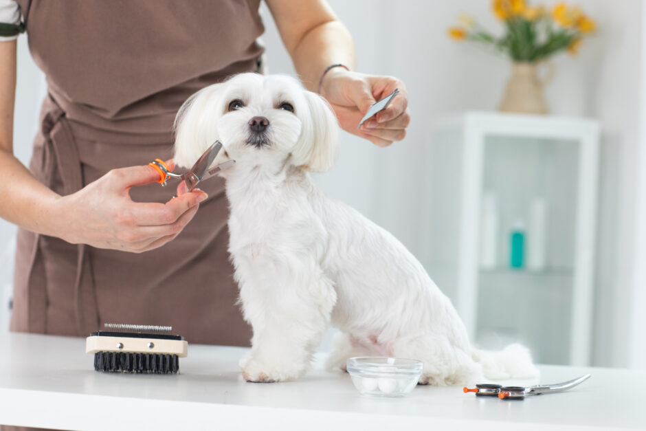 犬のトリミングはどこで受けるのがおすすめ？トリミングの役割や注意点などを解説