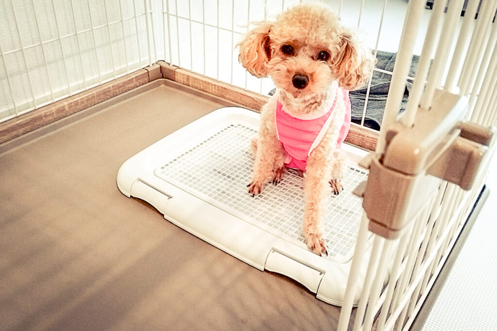老犬もしつけ教室を利用できる？