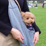 ペットスリングで動物病院を受診することは可能？利用するメリット・デメリットや注意点などを解説