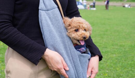 ペットスリングで動物病院を受診することは可能？利用するメリット・デメリットや注意点などを解説