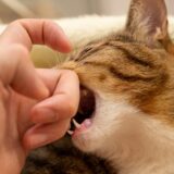 猫が手を噛むのはなぜ？対処法や予防策、噛まれた際の注意点などを解説