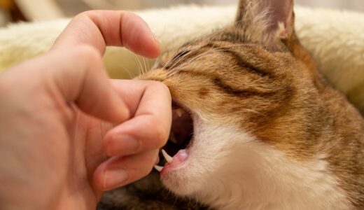 猫が手を噛むのはなぜ？対処法や予防策、噛まれた際の注意点などを解説
