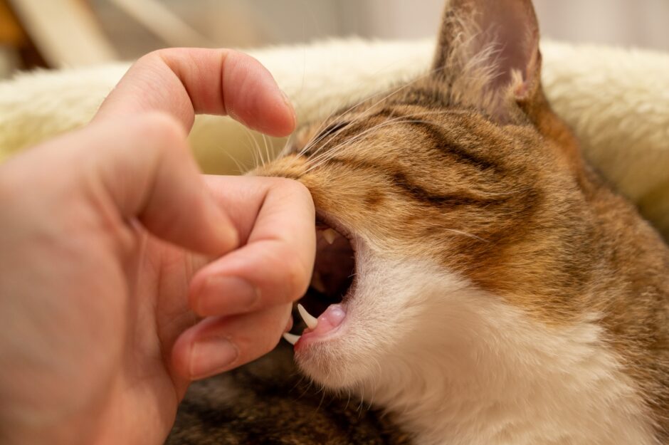 猫が手を噛むのはなぜ？対処法や予防策、噛まれた際の注意点などを解説