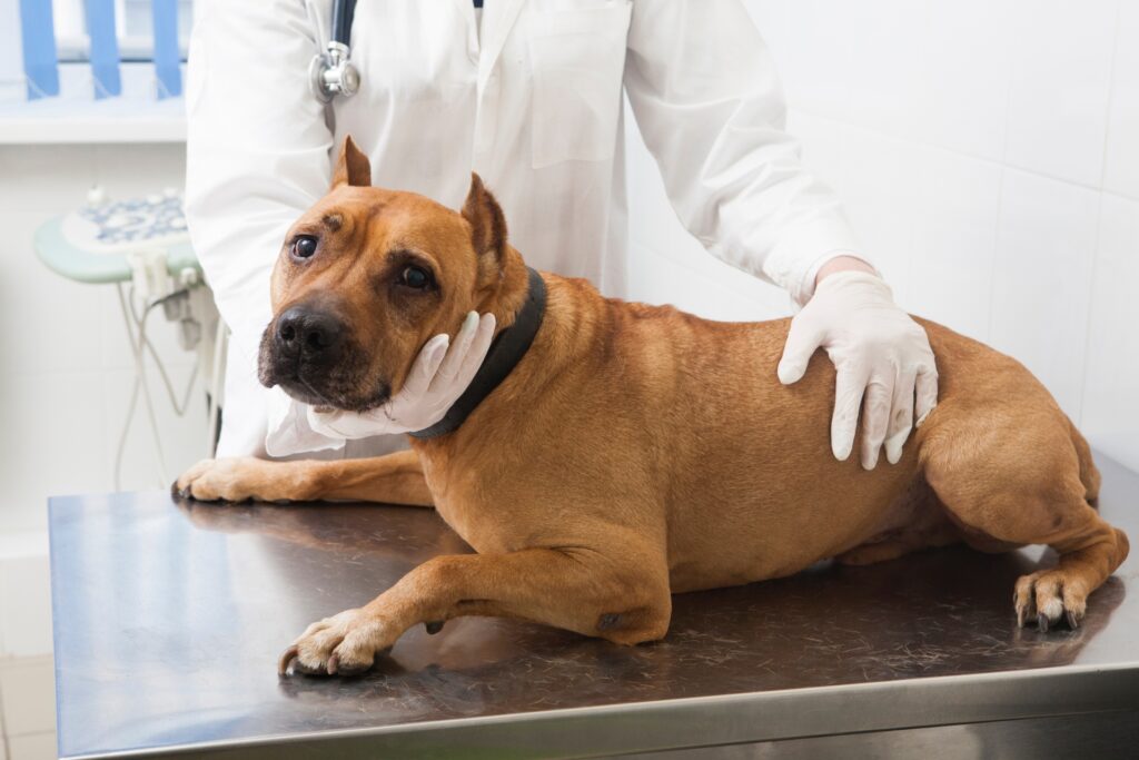 こちらを見る犬