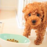 子犬がご飯を食べない原因や対処法、食べさせるコツを解説！
