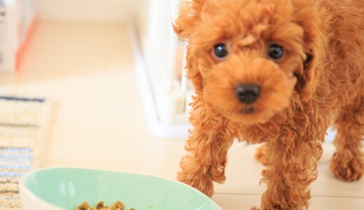子犬がご飯を食べない原因や対処法、食べさせるコツを解説！