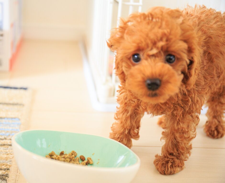 子犬がご飯を食べない原因や対処法、食べさせるコツを解説！