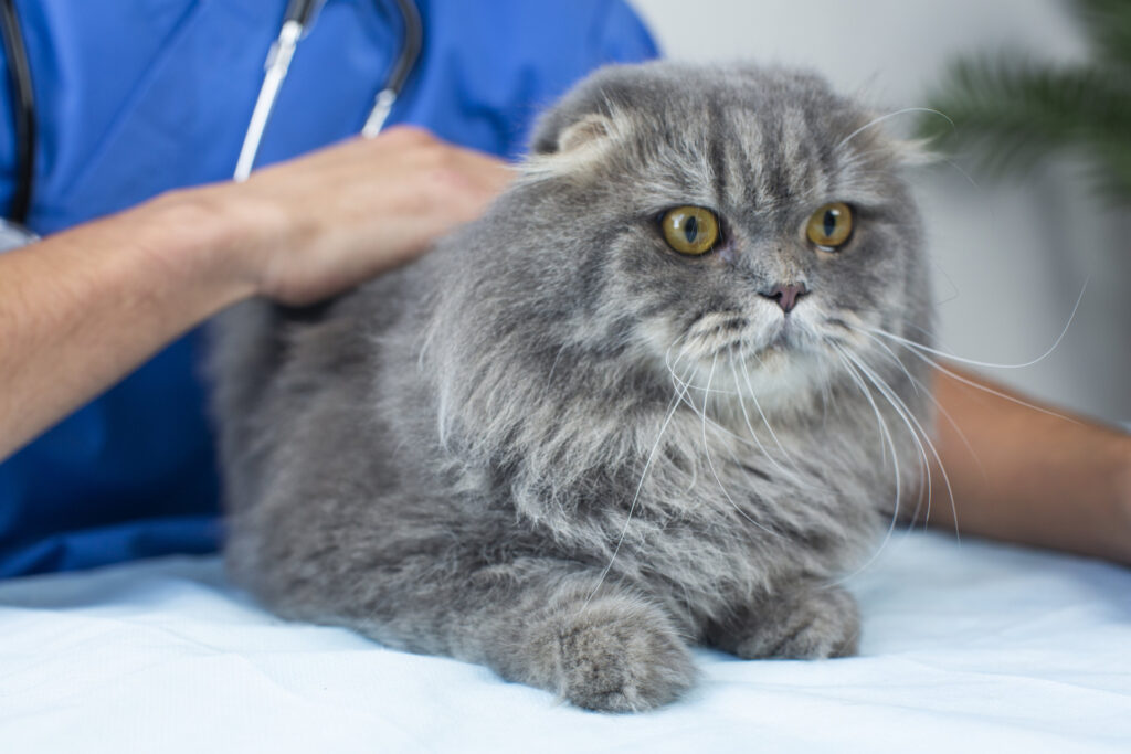 猫を撫でる獣医の手