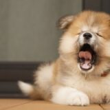 子犬のしゃっくりが多いのはなぜ？対処法や予防方法などを解説