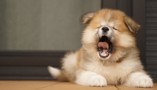 子犬のしゃっくりが多いのはなぜ？対処法や予防方法などを解説