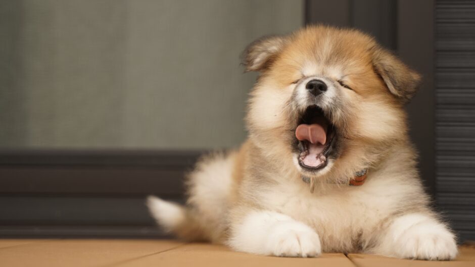 子犬のしゃっくりが多いのはなぜ？対処法や予防方法などを解説