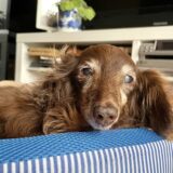 老犬もしつけ教室を利用できる？利用できる年齢やしつけの注意点などを解説