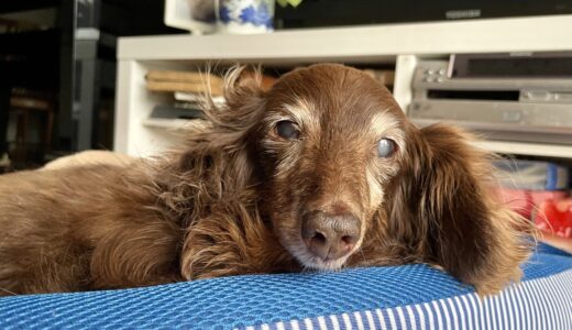 老犬もしつけ教室を利用できる？利用できる年齢やしつけの注意点などを解説