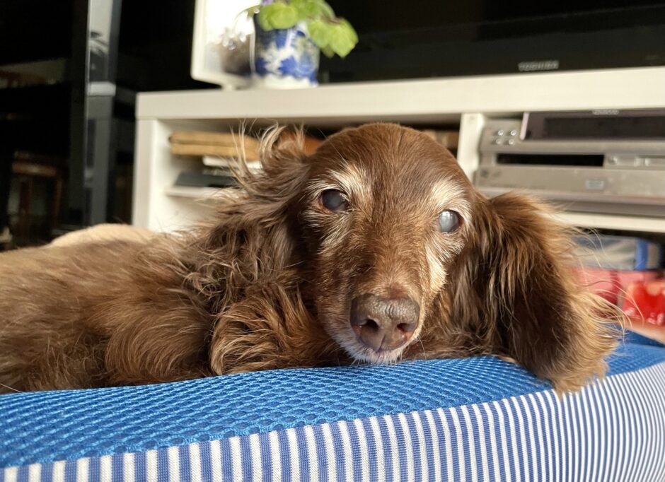 老犬もしつけ教室を利用できる？利用できる年齢やしつけの注意点などを解説