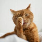 猫の花粉症｜発症する時期や対処法、自宅でできる対策などを解説