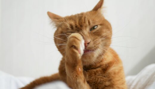 猫の花粉症｜発症する時期や対処法、自宅でできる対策などを解説