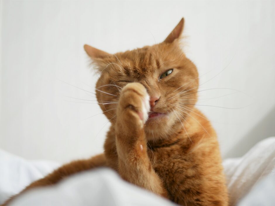 猫の花粉症｜発症する時期や対処法、自宅でできる対策などを解説