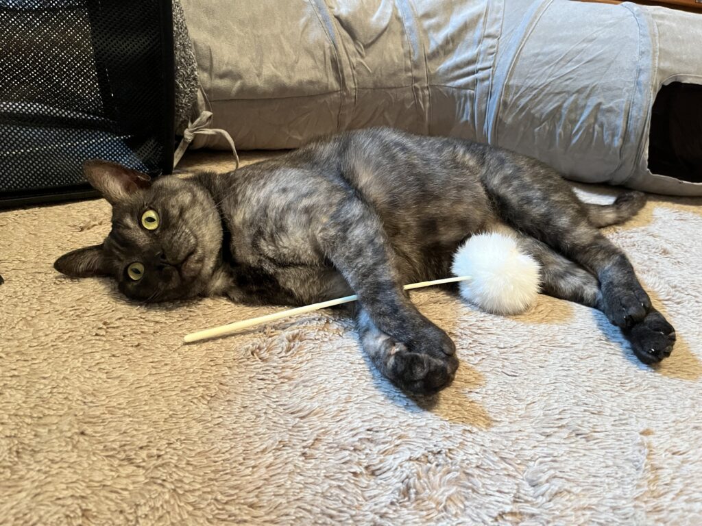 猫が手を噛むのを防ぐためにできること