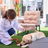 犬の肝臓がん｜ステージ分類や症状、治療法、早期発見のポイントを解説！