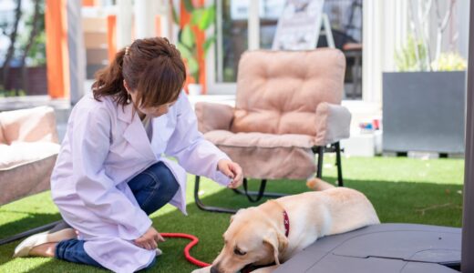 犬の肝臓がん｜ステージ分類や症状、治療法、早期発見のポイントを解説！