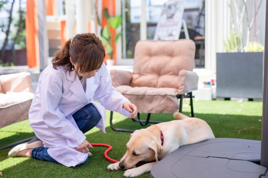 犬の肝臓がん｜ステージ分類や症状、治療法、早期発見のポイントを解説！