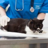 安心して通える動物病院の選び方｜身近で相談しやすいかかりつけ医の重要性とは