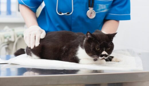 安心して通える動物病院の選び方｜身近で相談しやすいかかりつけ医の重要性とは