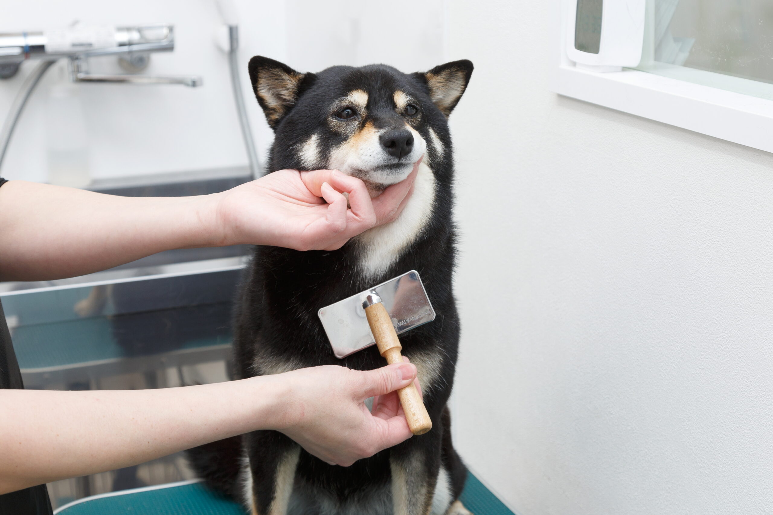 SHINKAWABASHI ANIMAL CLINICphoto
