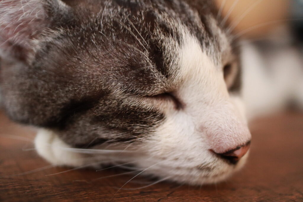 猫