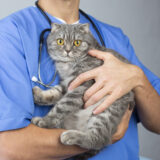 猫のウイルス性鼻気管支炎とは？原因や症状、治療法について解説