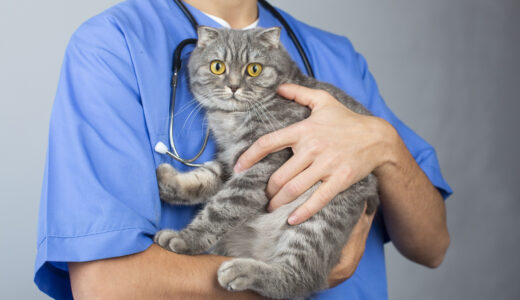 猫のウイルス性鼻気管支炎とは？原因や症状、治療法について解説