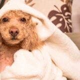 犬がトリミングを嫌がる理由は？対処法や注意点、ストレスを軽減させるコツを解説