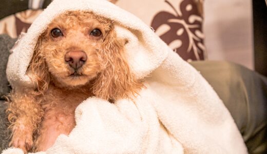 犬がトリミングを嫌がる理由は？対処法や注意点、ストレスを軽減させるコツを解説