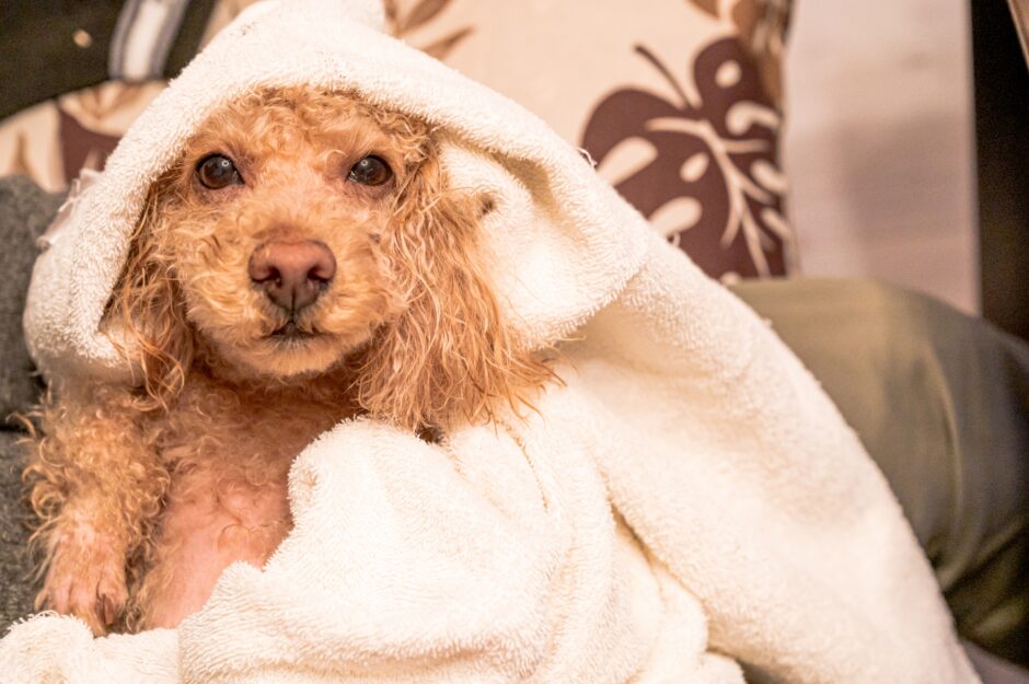 犬がトリミングを嫌がる理由は？対処法や注意点、ストレスを軽減させるコツを解説